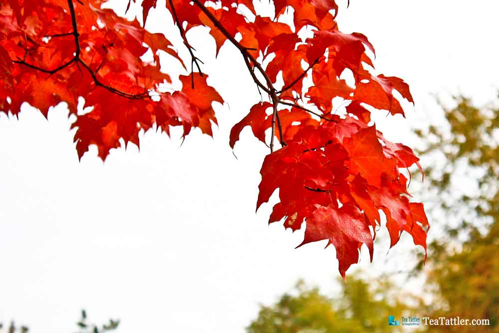 Autumn Tea - poem and musings of the changing seasons with pictures of the fiery autumn landscape with shades of gold to rich mauve. | TeaTattler.com #autumntea #autumn #changingseasons