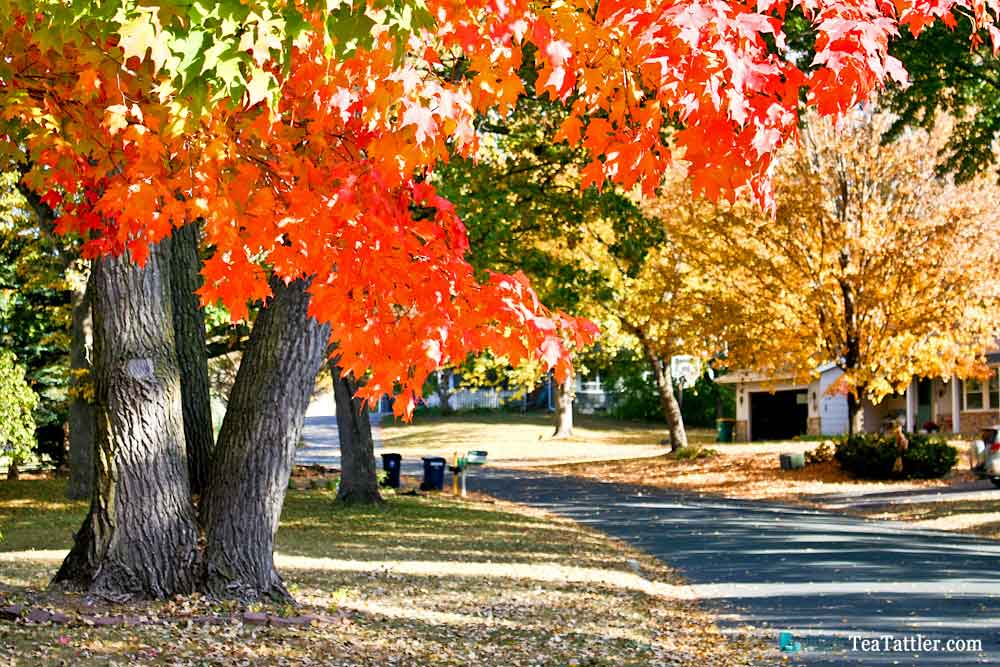 Autumn Tea - poem and musings of the changing seasons with pictures of the fiery autumn landscape with shades of gold to rich mauve. | TeaTattler.com #autumntea #autumn #changingseasons