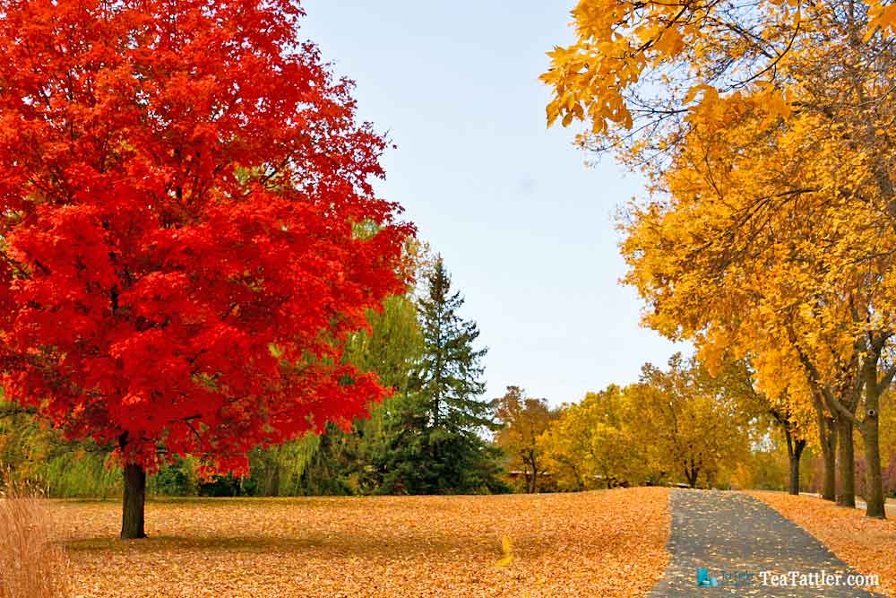 Autumn Tea - poem and musings of the changing seasons with pictures of the fiery autumn landscape with shades of gold to rich mauve. | TeaTattler.com #autumntea #autumn #changingseasons