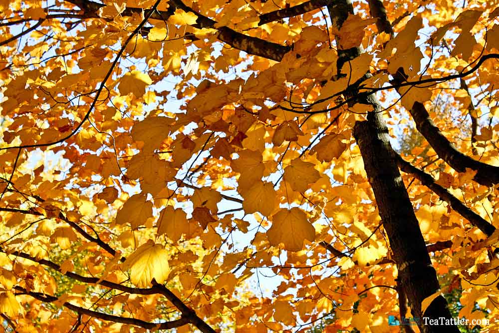 Golden maple leaves