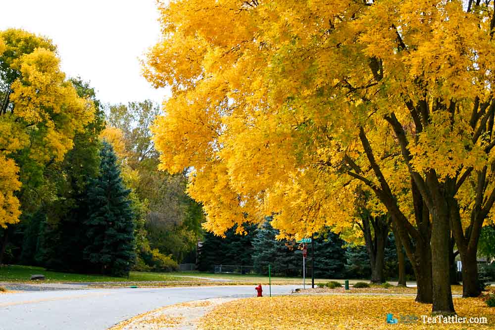 Street lined with golden ash trees.