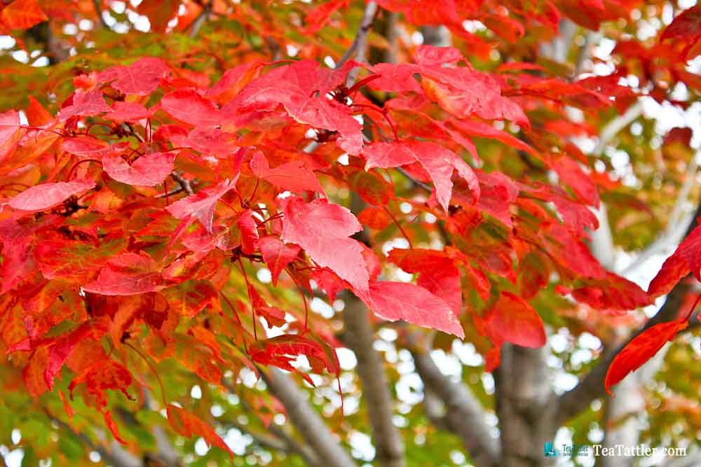 Red Amur Maple leaves