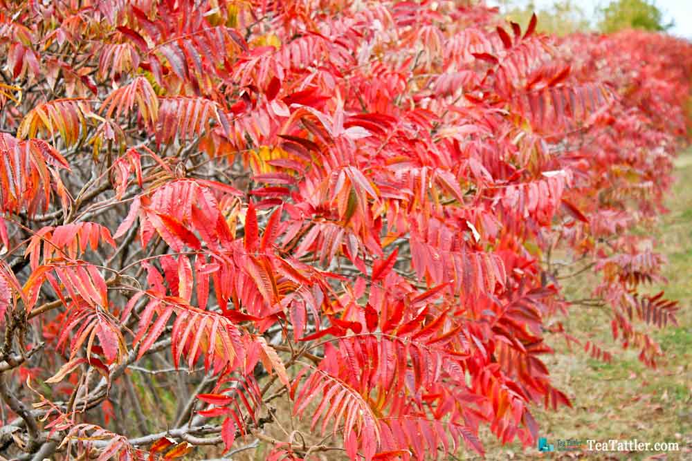 Red Sumac leaves