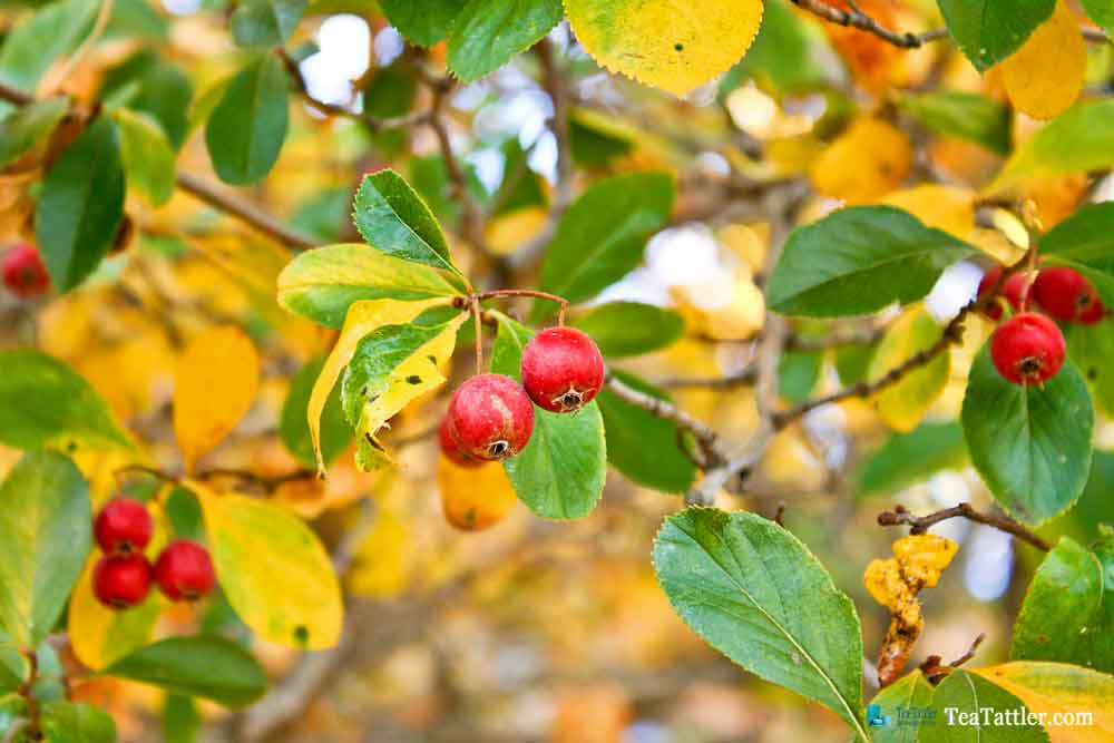 Red Hawthorn berries