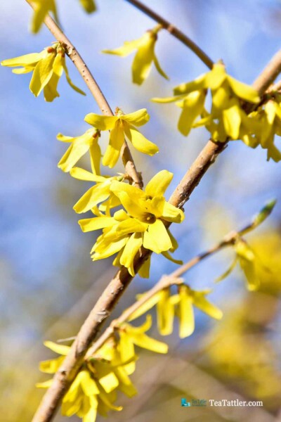 The wonder of Spring in the Prairie with early spring flowers, emerging buds on the trees, and chirping birds. So much to look forward to. | TeaTattler.com #springtime