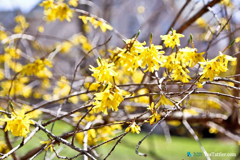 Pretty yellow flowers on our Forsythia bush. | TeaTattler.com #springtime