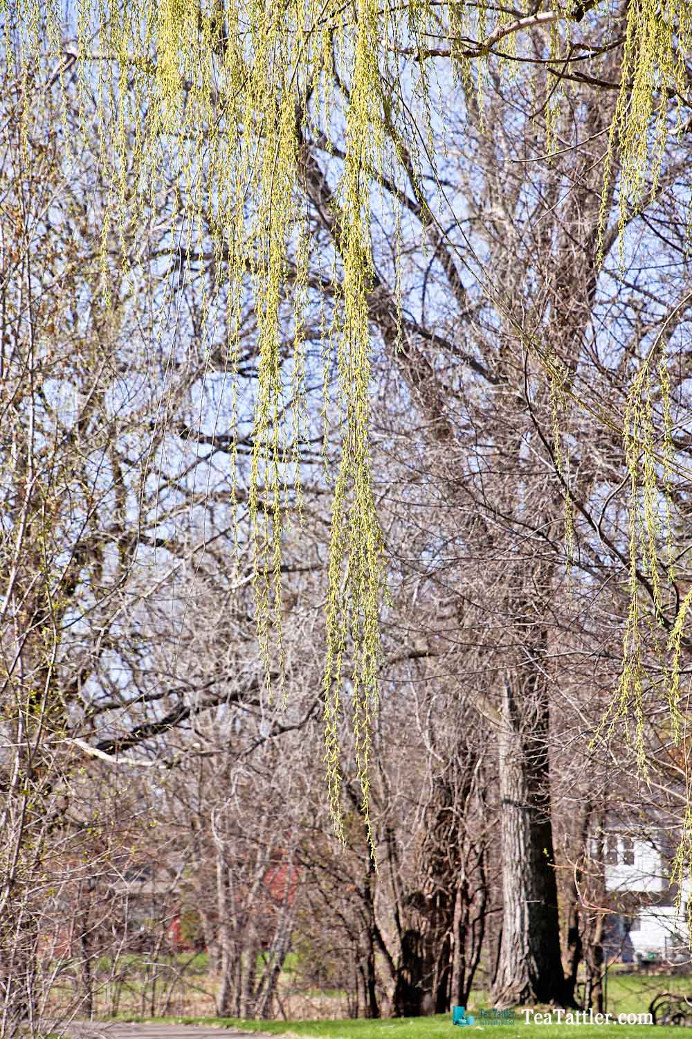 The wonder of Spring in the Prairie with early spring flowers, emerging buds on the trees, and chirping birds. So much to look forward to. | TeaTattler.com #springtime