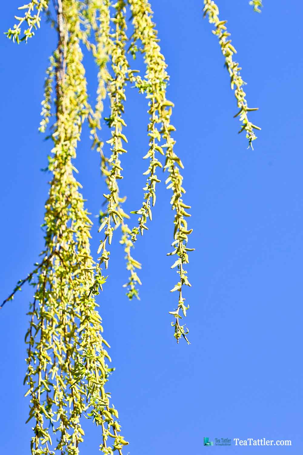 Light green buds on the willow tree. | TeaTattler.com #springtime